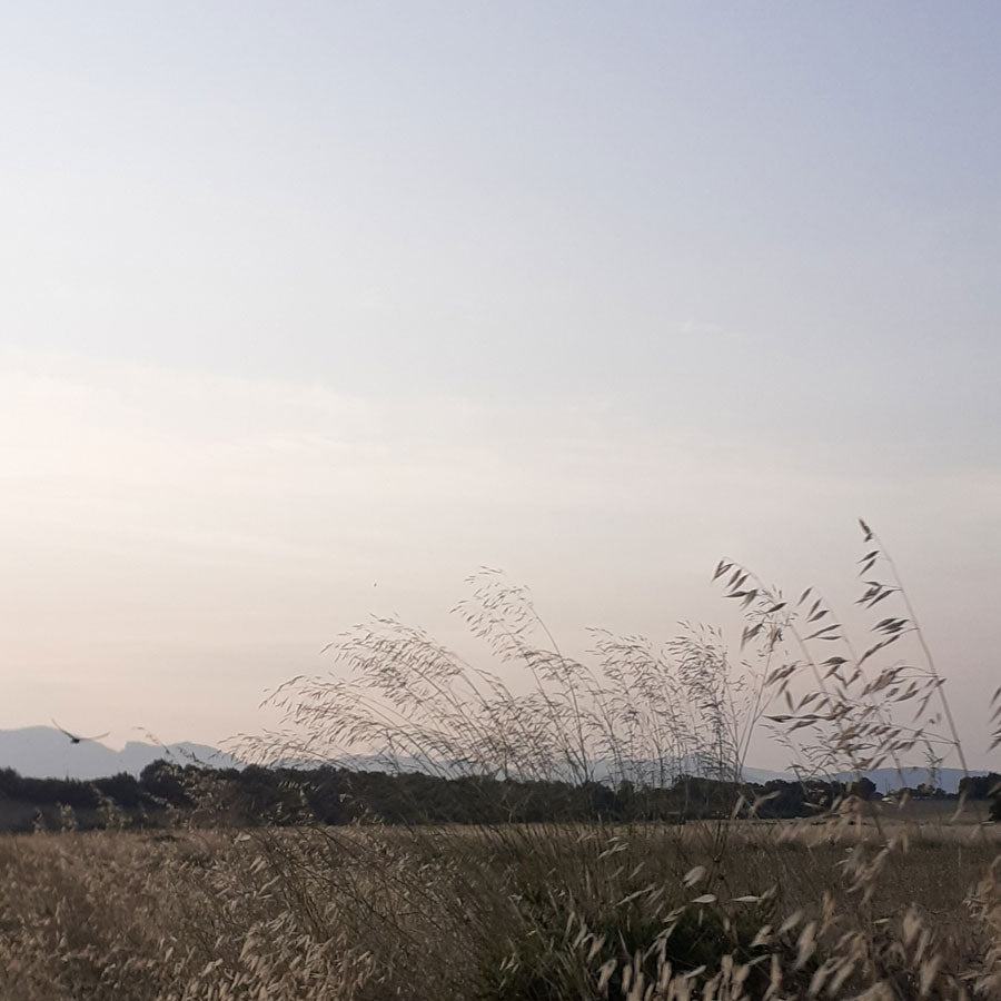 travel - mallorca