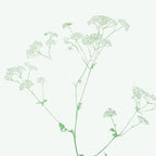 cow parsley