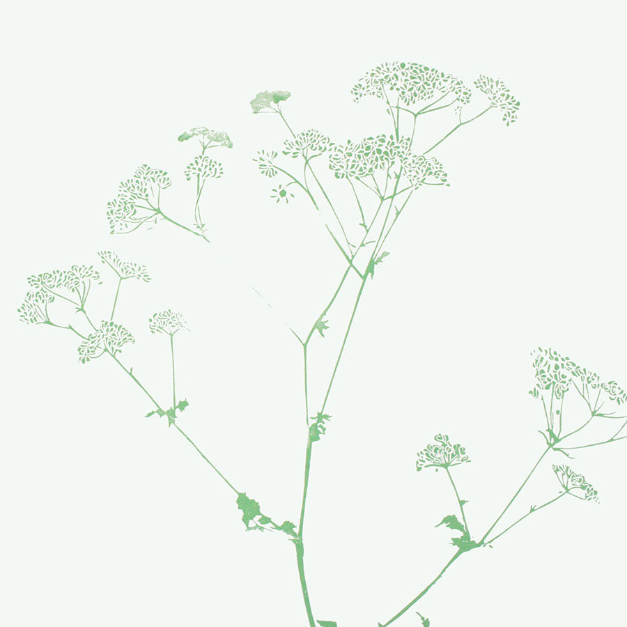 cow parsley