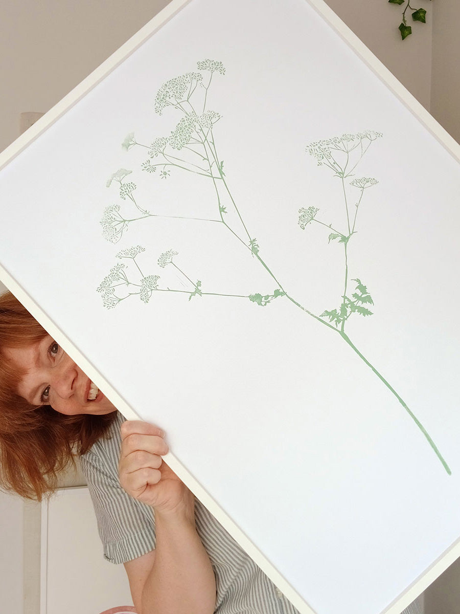 cow parsley
