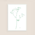 cow parsley
