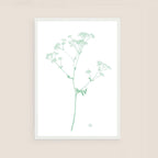 cow parsley