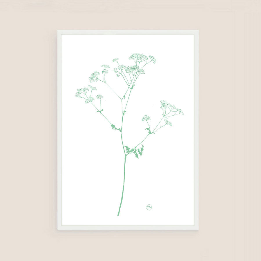 cow parsley