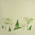 cow parsley