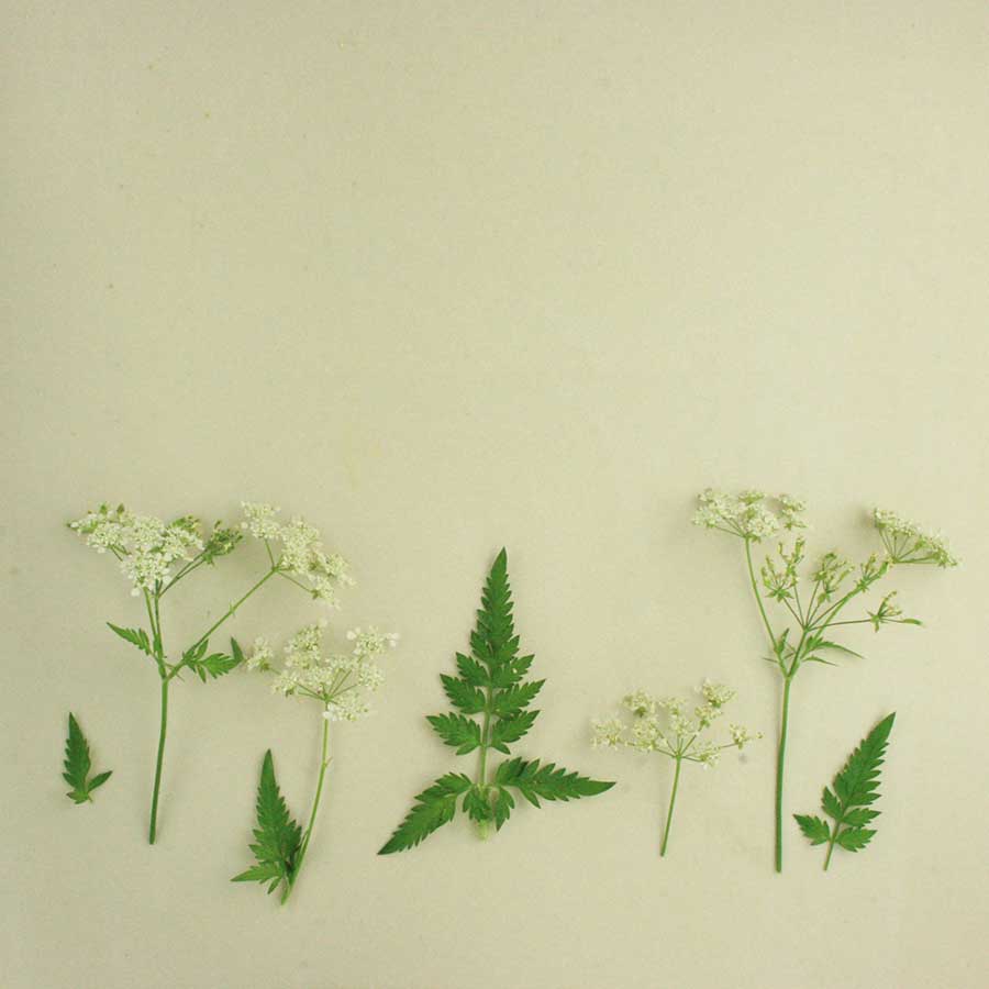 cow parsley