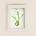 snowdrop III