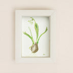 snowdrop III
