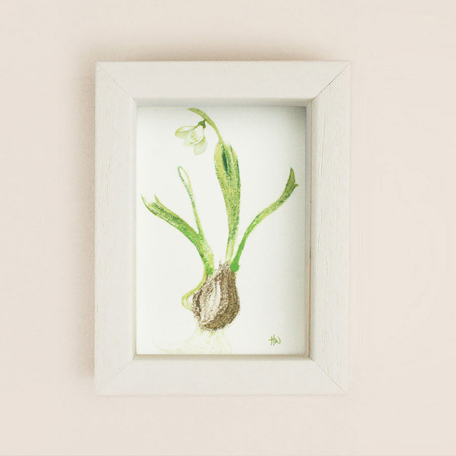 snowdrop III