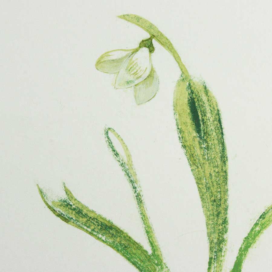 snowdrop III