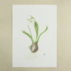 snowdrop III