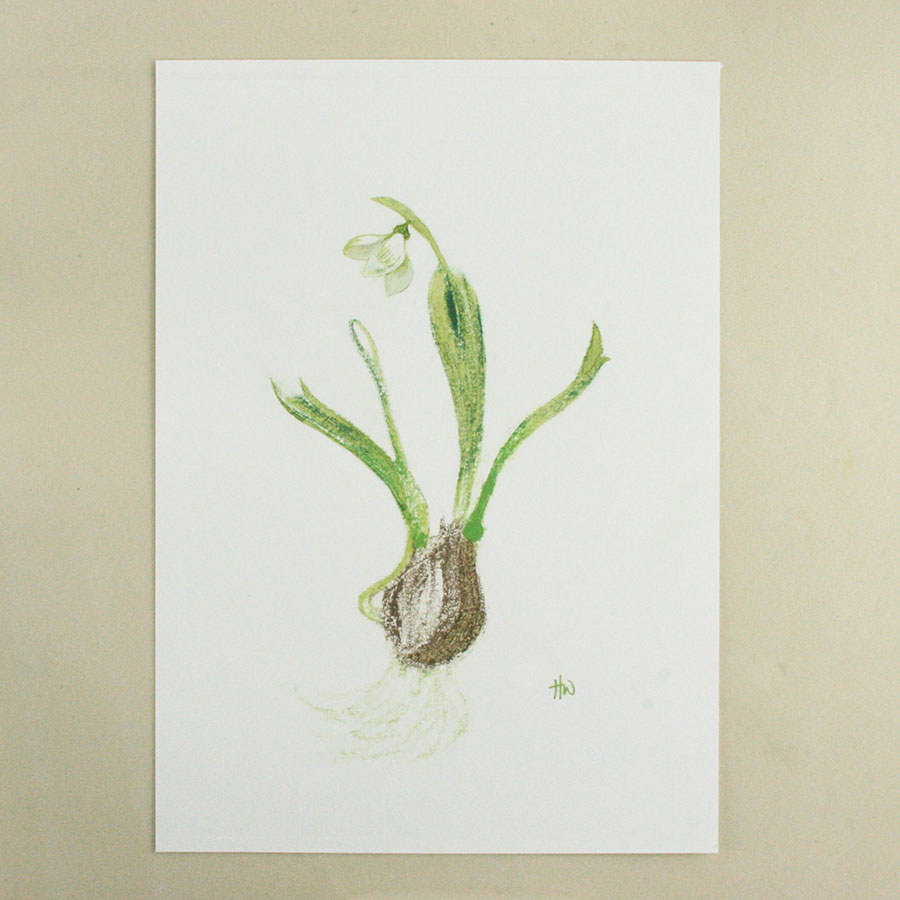 snowdrop III