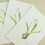 snowdrop III