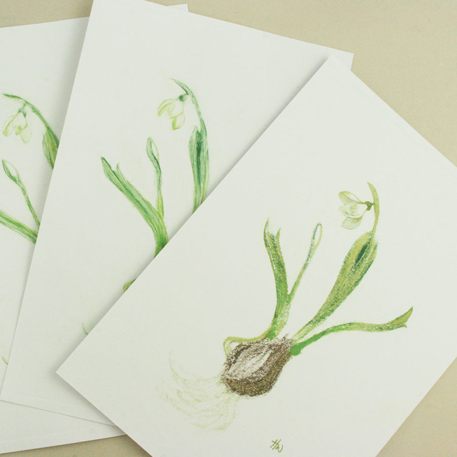snowdrop III