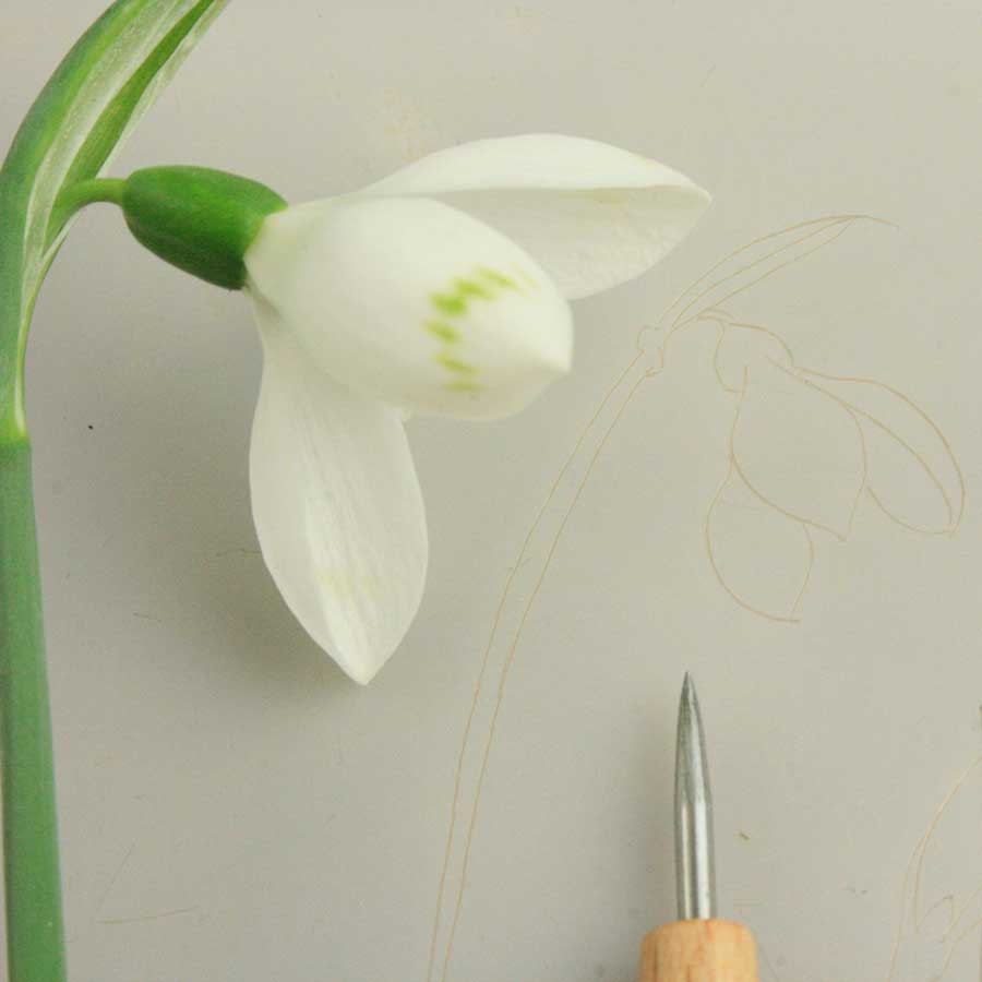 snowdrop III