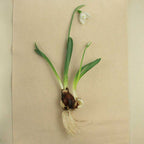 snowdrop III
