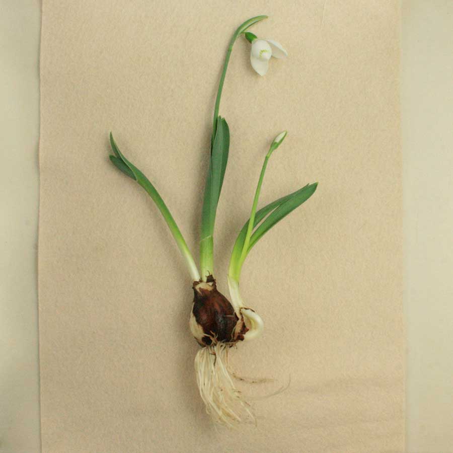 snowdrop III