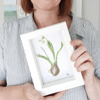 snowdrop III