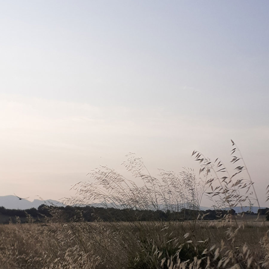 grasses silhouetted against a dusky sky in mallorca